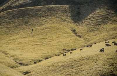 Shepherd and his herd