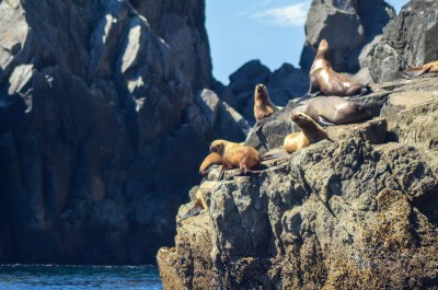 Sea lions at Kenai Fjords