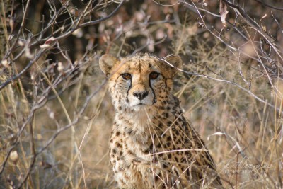 Cheetah in the brush