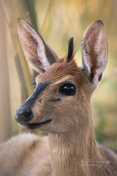 Duiker portrait