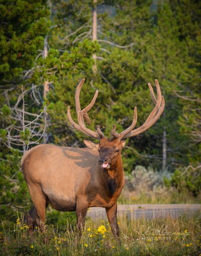 Elk face