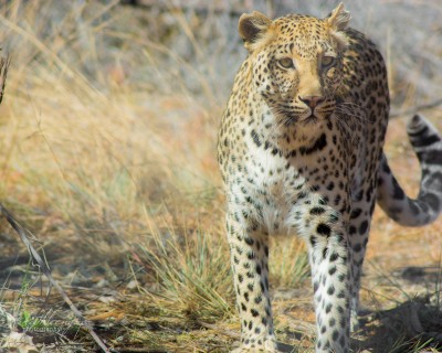 Leopard approaching