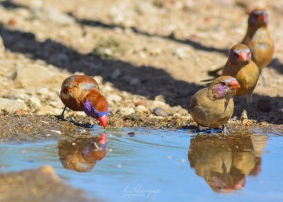 Red Billed Quelea