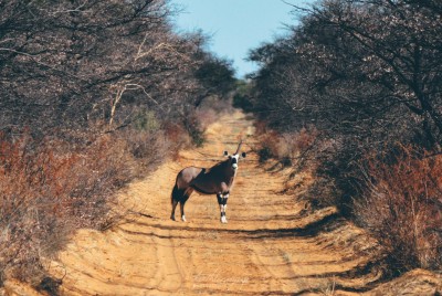 Unicorn Oryx