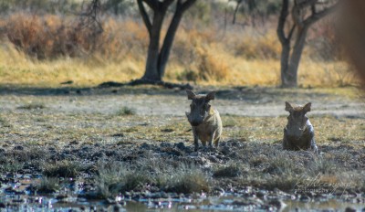 Bathing warthog