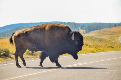 Bison crossing