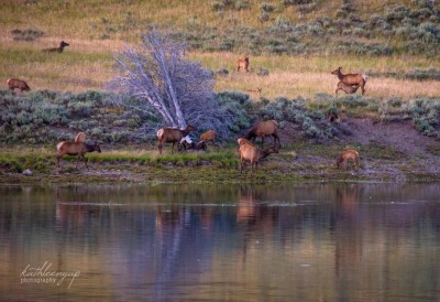 Elk reflections