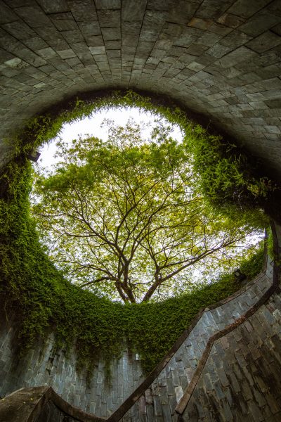 Eye of the forest; Fort Canning Park, Singapore