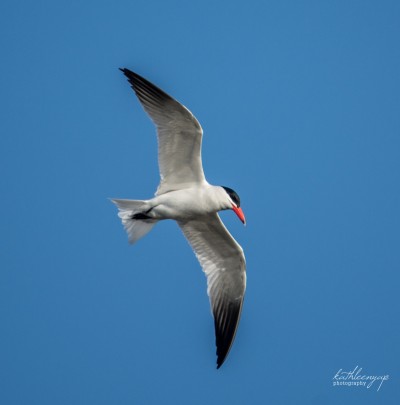 Caspian tern