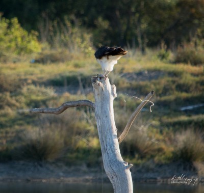 Osprey pooping