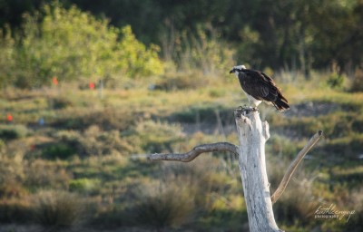 Osprey