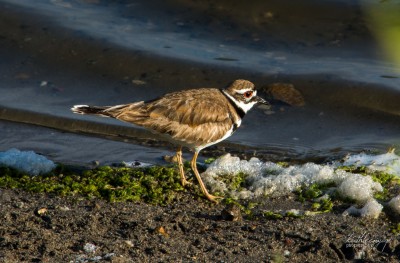 Killdeer