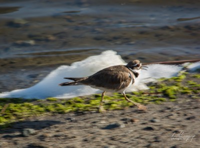 Running Killdeer