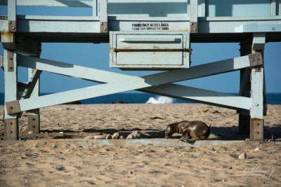 Baby Sea Lion