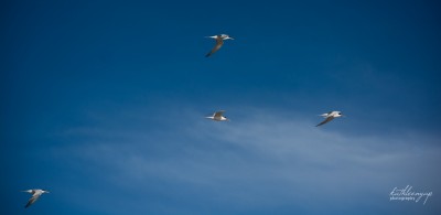 Elegant Terns