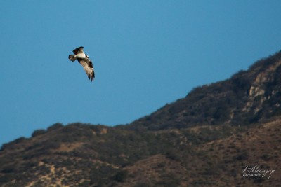 Osprey