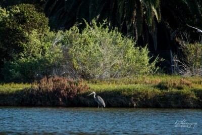 Great blue heron