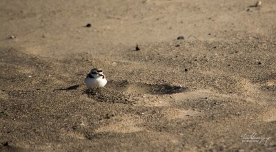 Snowy Plover