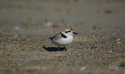 Snowy Plover