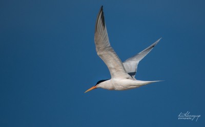 Elegant tern