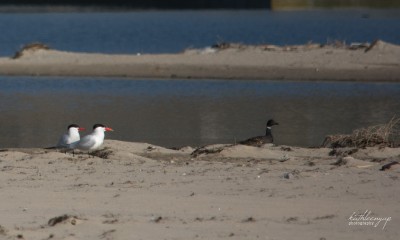 Caspian Terns with Brandt's Goose