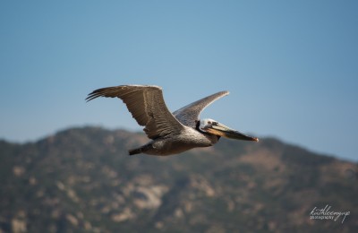 Brown Pelican