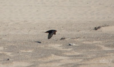 Barn Swallow