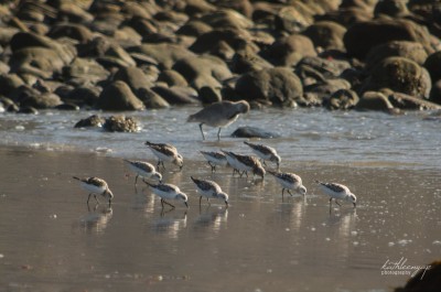 Snowy Plovers