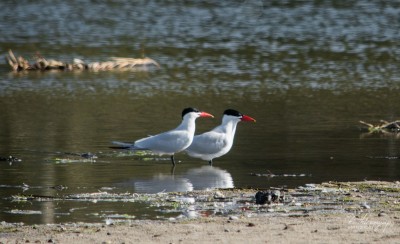 Caspian Terns