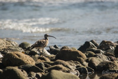 Whimbrel