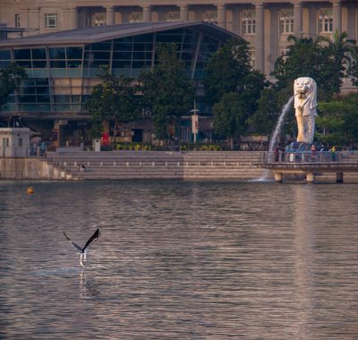 White bellied Sea Eagle & Merlion, Marina Bay, Singapore