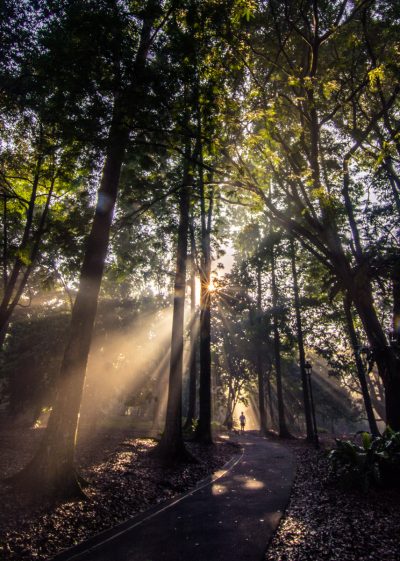  Beams of the forest, Singapore Botanic Gardens, Singapore