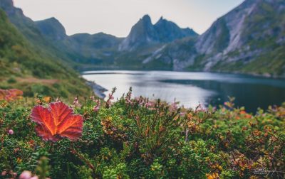 Beautiful flowers cover the landscape, with Reinebrigen overlooking Djupfjorden (17mm, 1/60s, f/10, ISO 640)