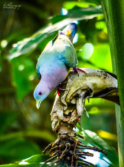 Pink-necked pigeon