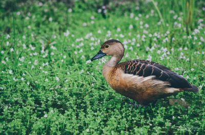 Lesser Whistling Duck