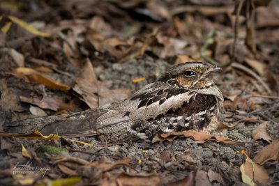 Nightjar