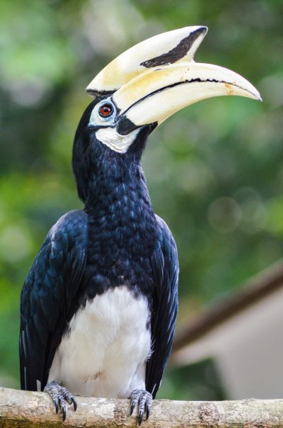 Oriental Pied Hornbill