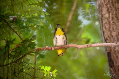 Oriental White Eye