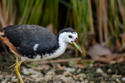 Waterhen