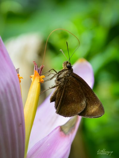 Chocolate Demon Butterfly