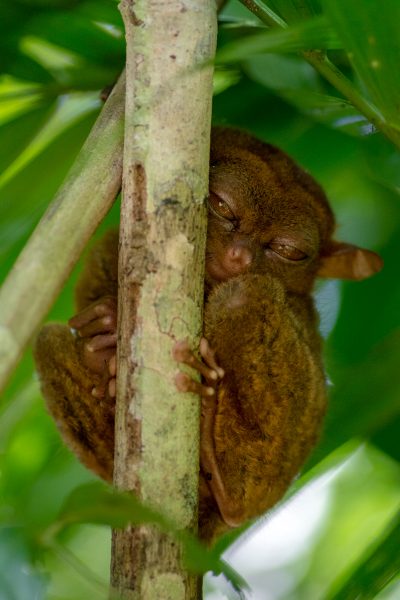 Sleepy Tarsier