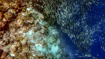 Sardines at the edge of the coral reef drop off